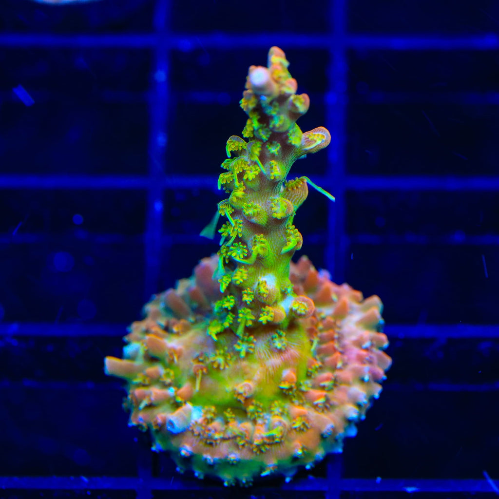 TSA Tangerine Spirit Acropora Coral