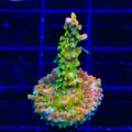 TSA Tangerine Spirit Acropora Coral