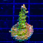 TSA Tangerine Spirit Acropora Coral