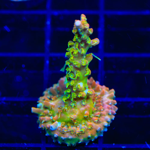 TSA Tangerine Spirit Acropora Coral