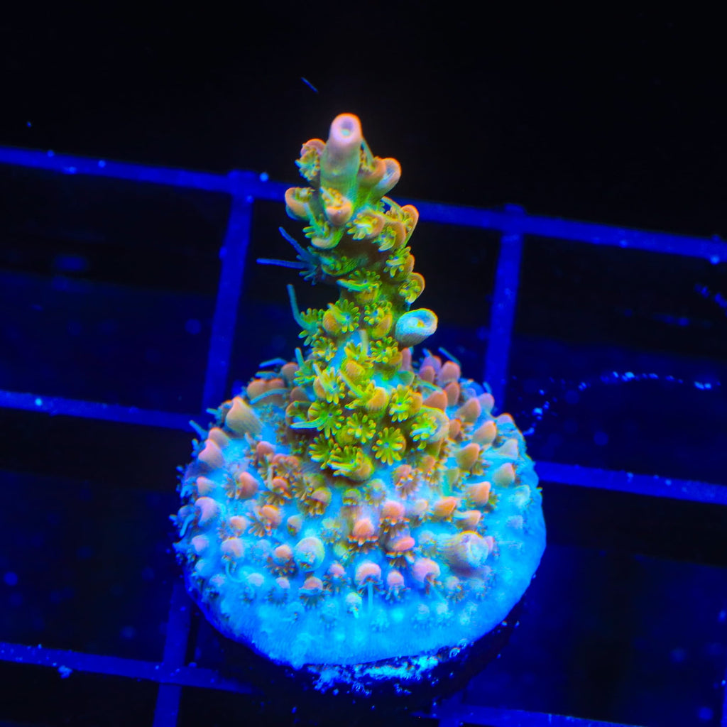 TSA Tangerine Spirit Acropora Coral