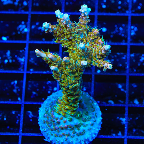 TSA Tangerine Spirit Acropora XL Frag Coral