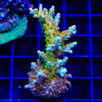 TSA Tangerine Spirit Acropora XL Frag Coral