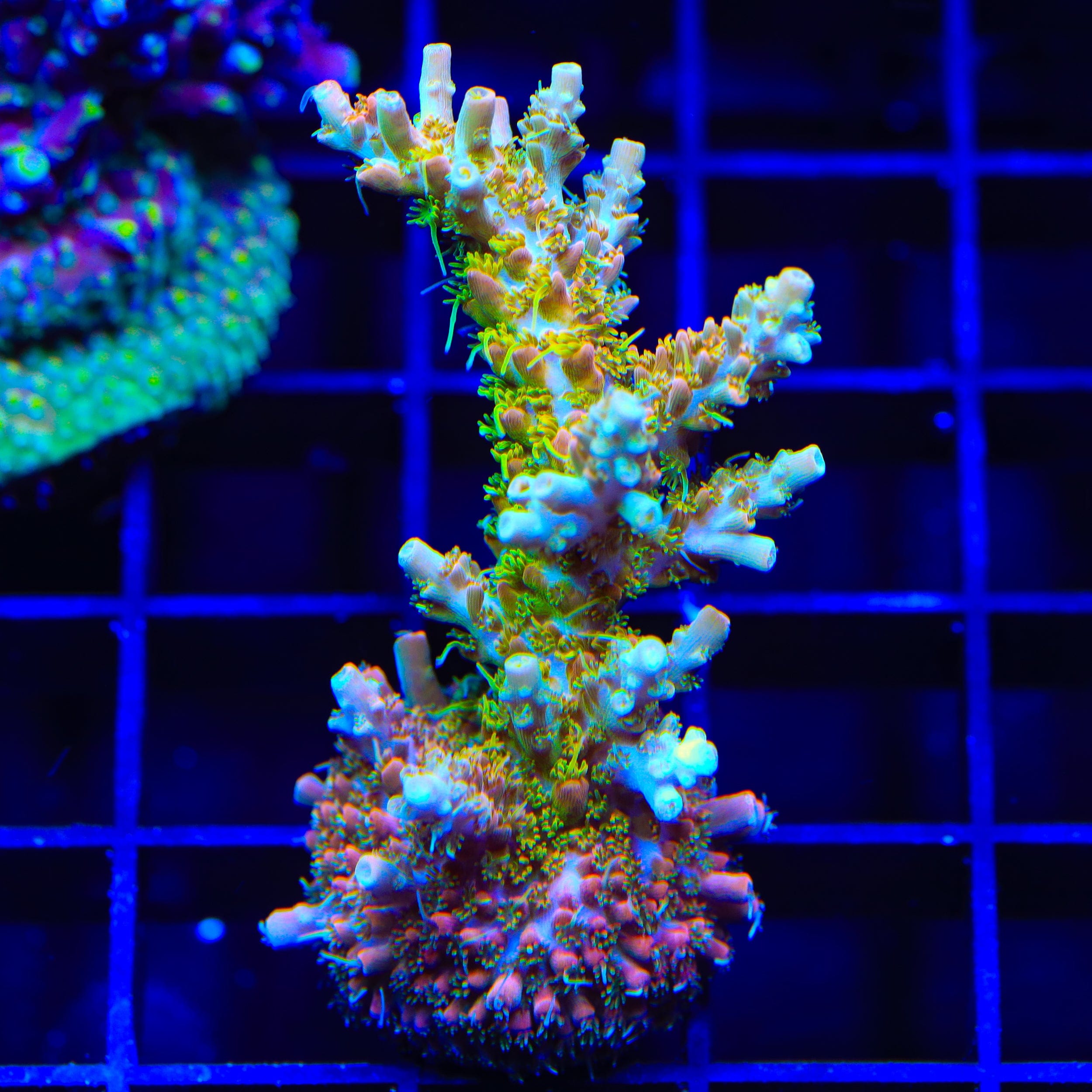 TSA Tangerine Spirit Acropora XL Frag Coral