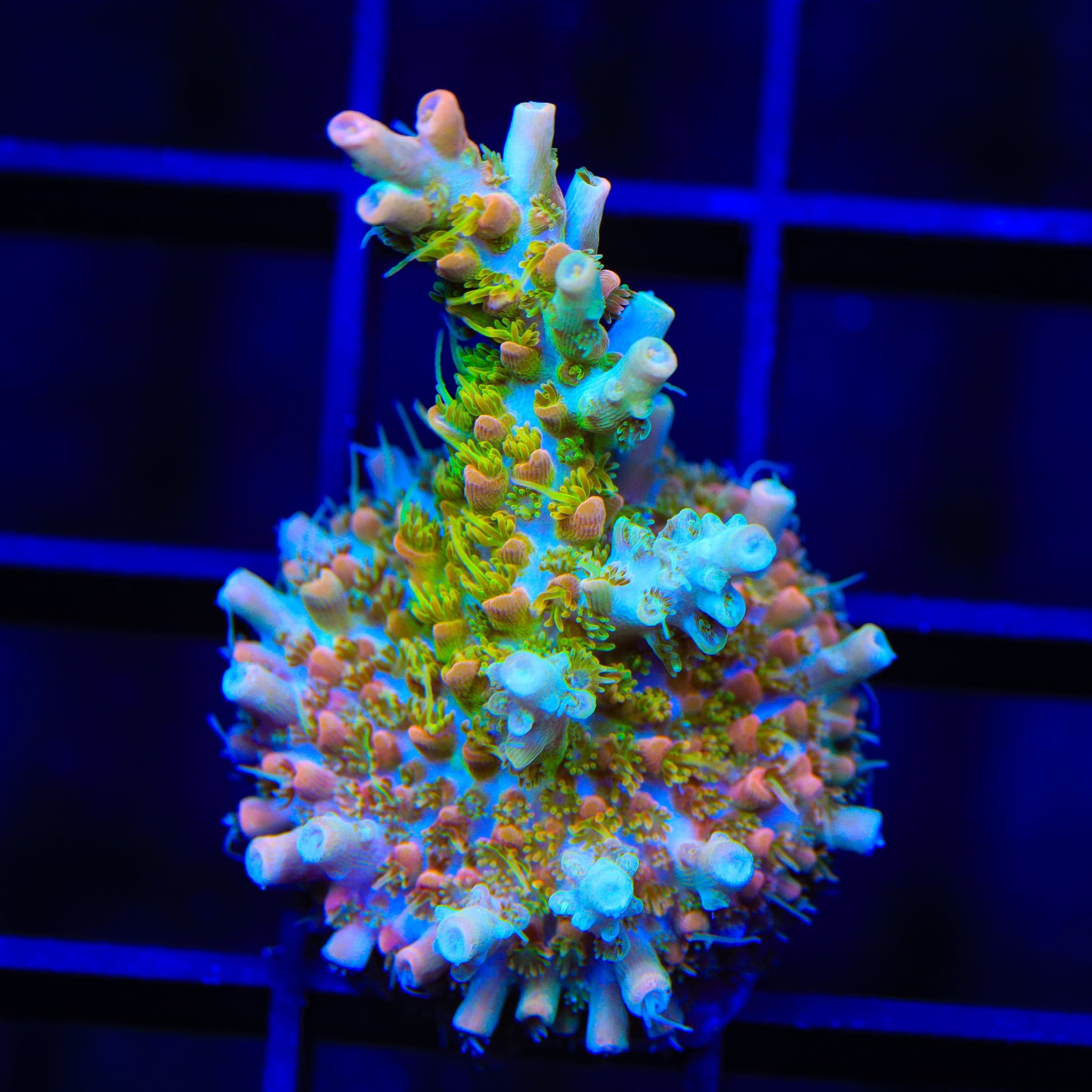 TSA Tangerine Spirit Acropora XL Frag Coral