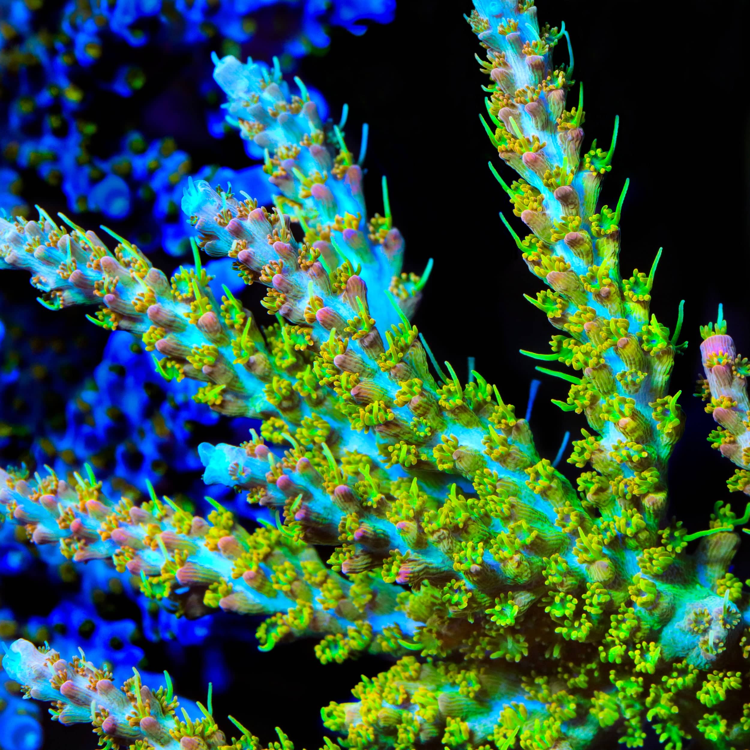 TSA Tangerine Spirit Acropora XL Frag Coral