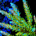 TSA Tangerine Spirit Acropora XL Frag Coral