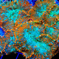 TSA Tango Bango Mushroom Coral