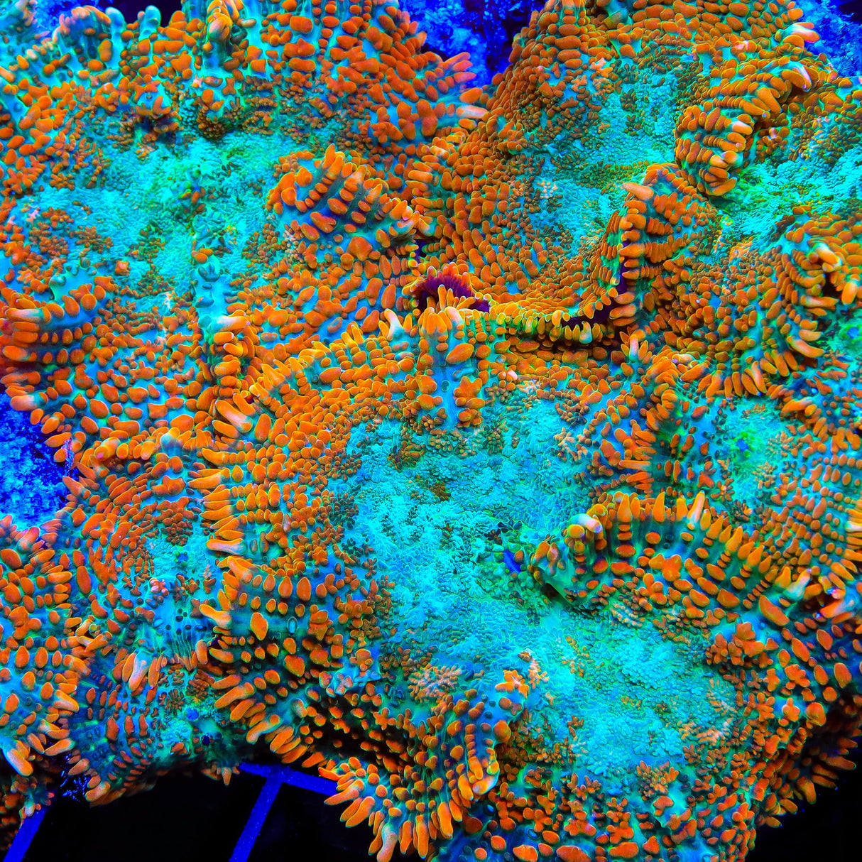 TSA Tango Bango Mushroom Coral