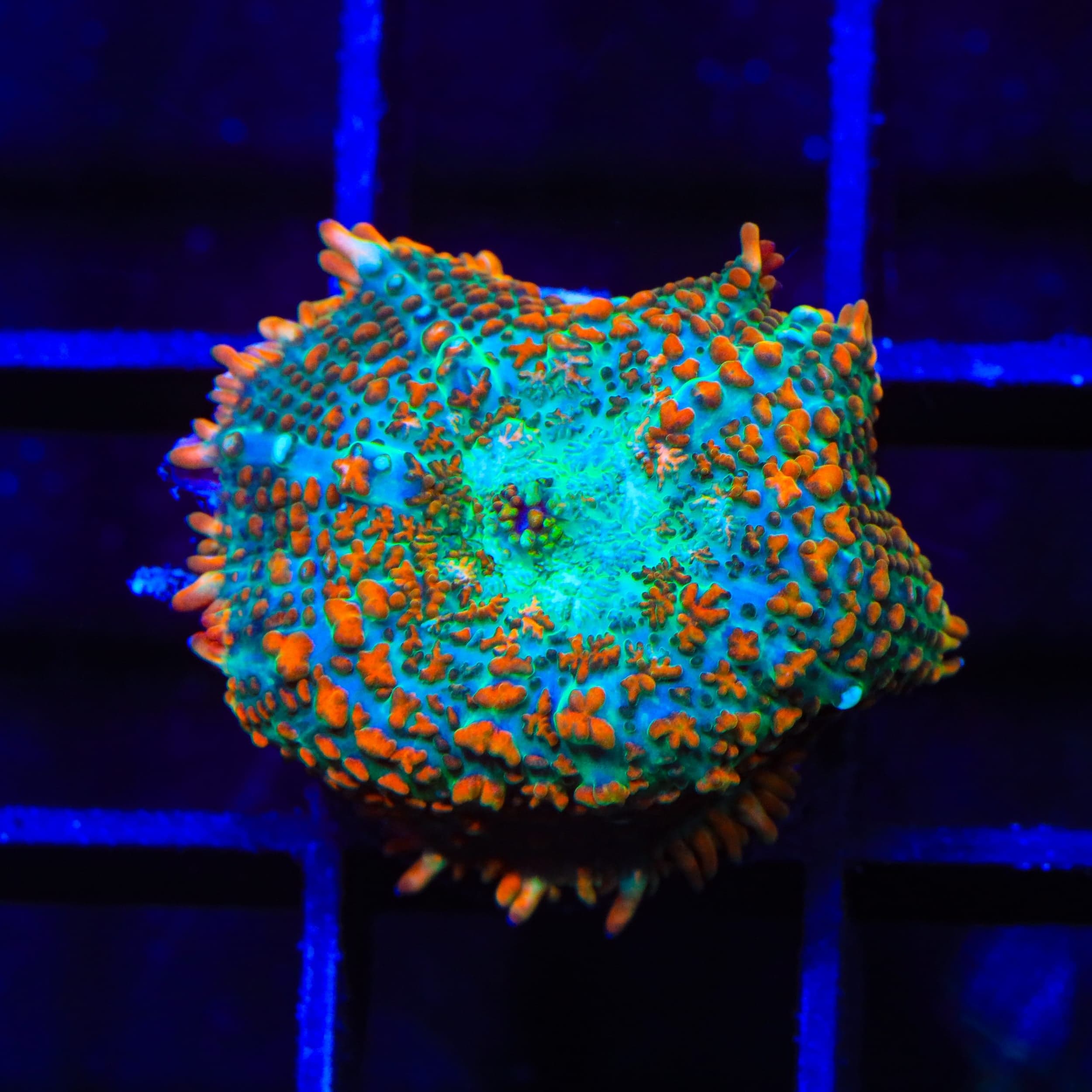 TSA Tango Bango Mushroom Coral