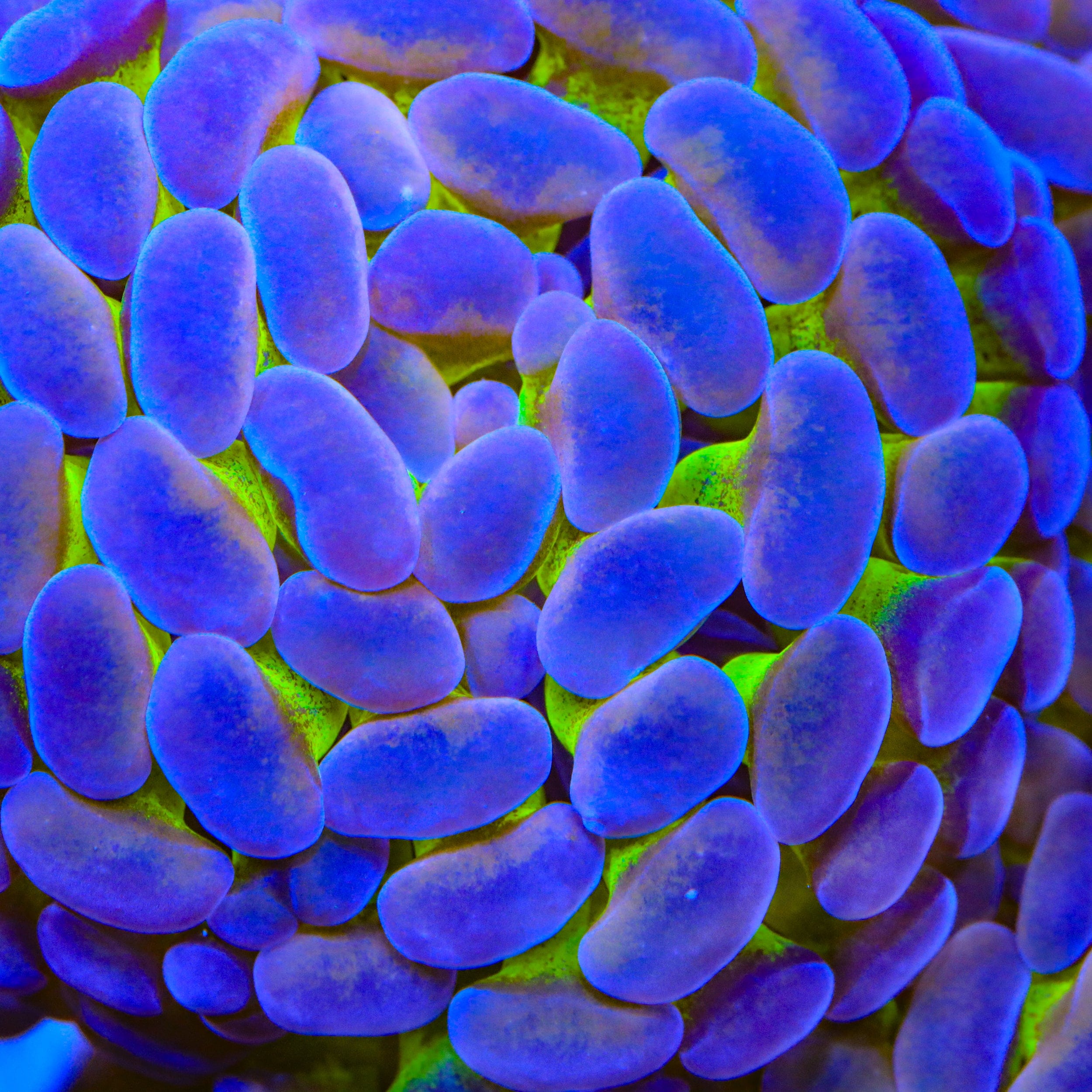 TSA Tango Punch Hammer Coral – Top Shelf Aquatics