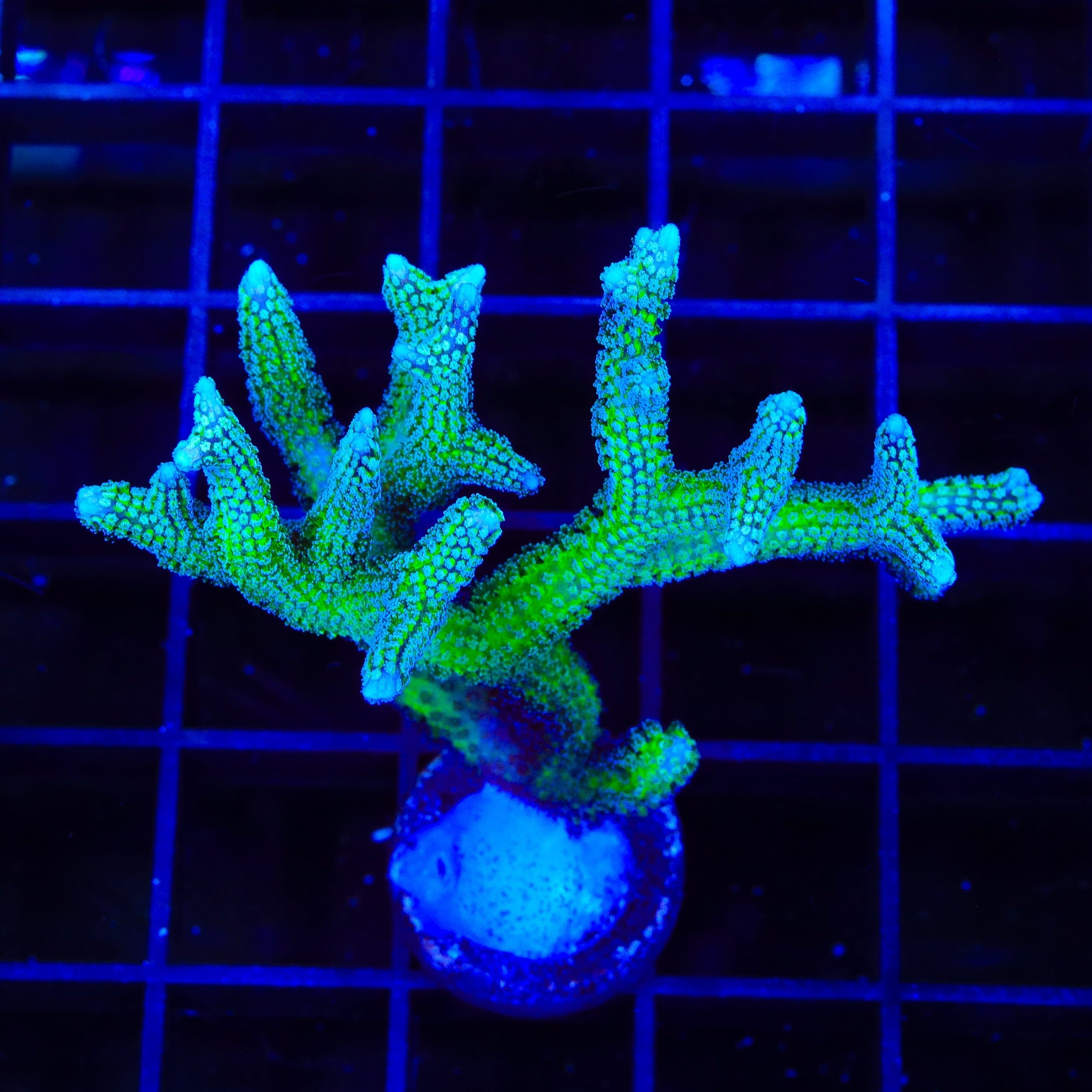 TSA Teal Birdsnest XL Frag Coral