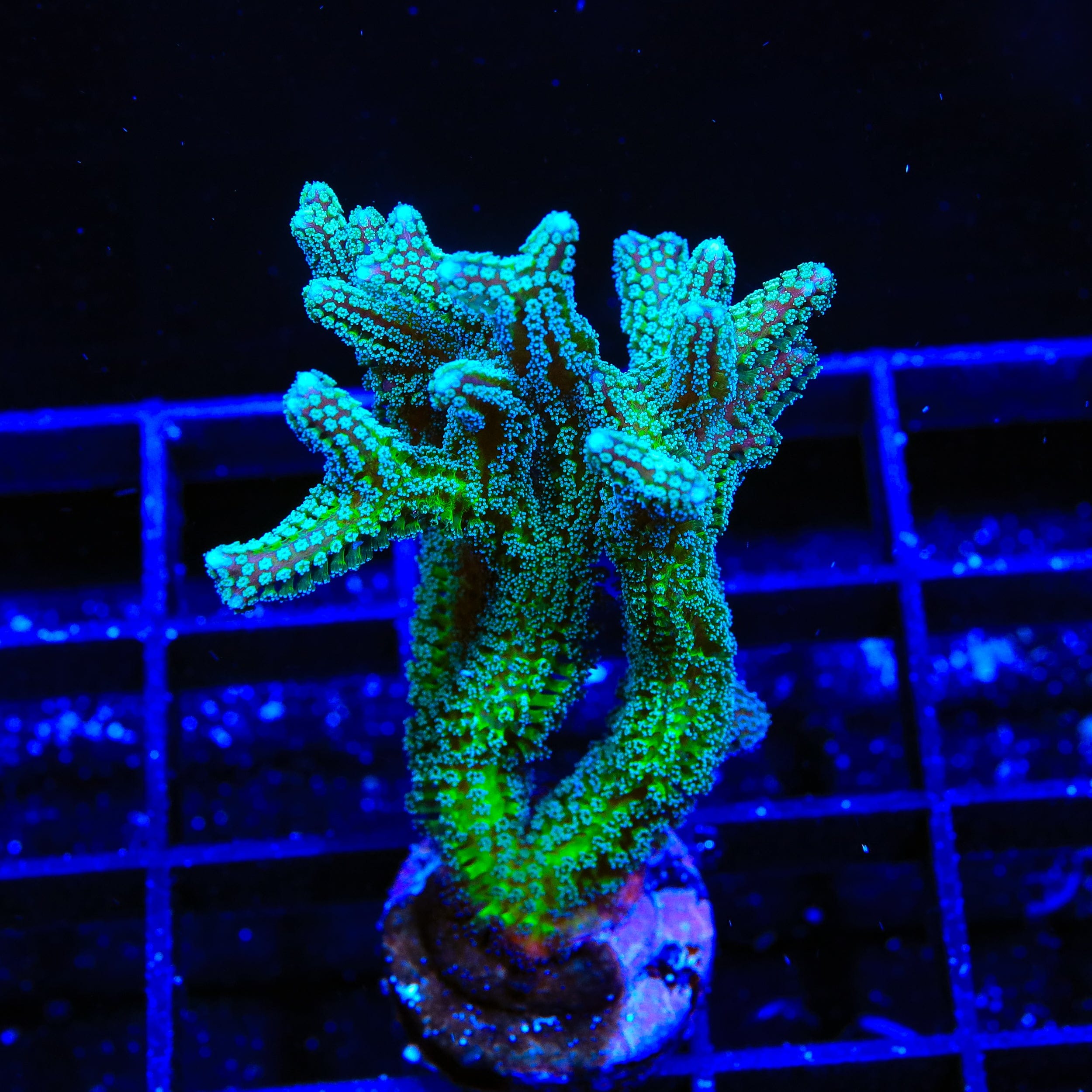 TSA Teal Birdsnest XL Frag Coral