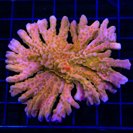 TSA Tequila Sunrise Grafted Setosa Montipora Colony Coral