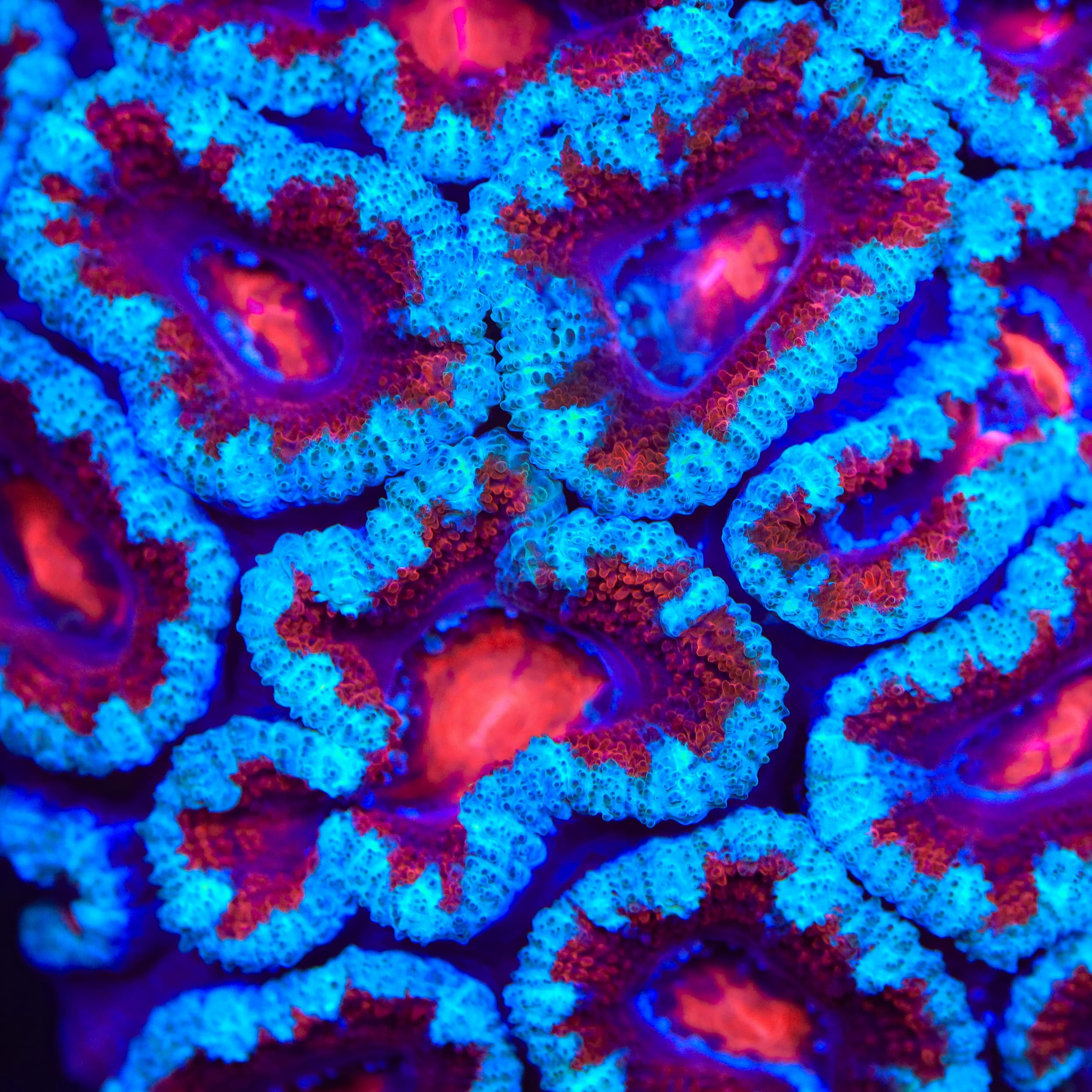 LPS Coral for Sale | Buy Unique LPS Corals for Your Reef Aquarium