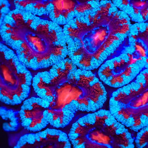 TSA Terminator Acan Coral