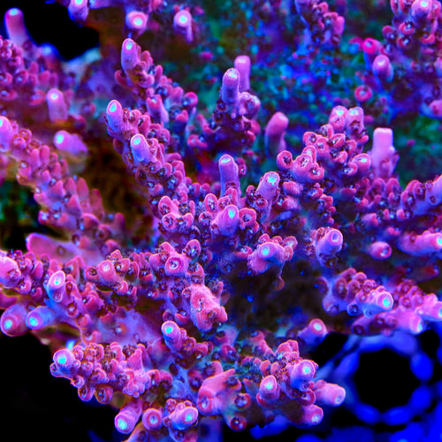 TSA Tesla Acropora Coral