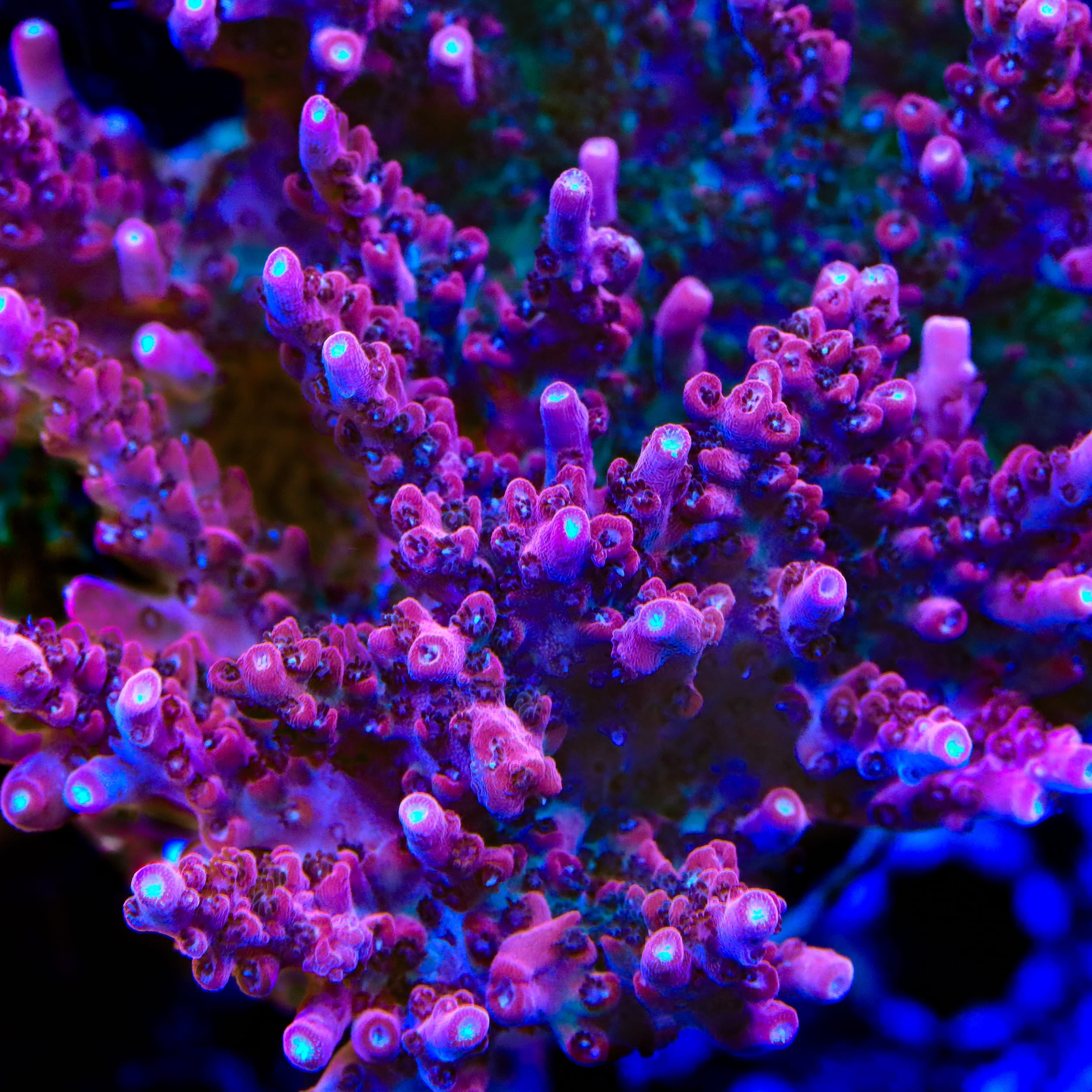 ブラデリス ケイラブラ 2点 redmarine TSA Starscream Tenuis Acropora Coral – Top Shelf Aquatics