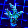 TSA The Fuzz Acropora Coral