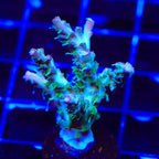 TSA The Fuzz Acropora Coral
