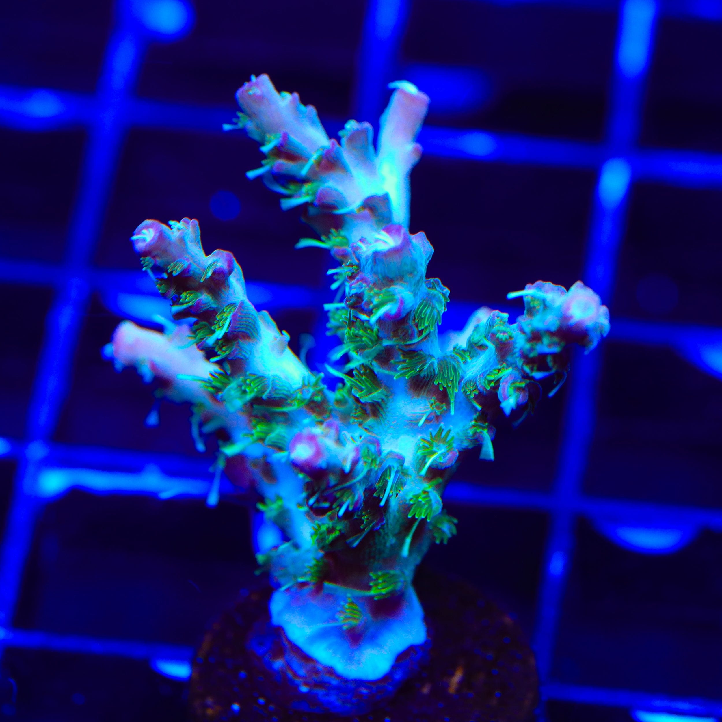 TSA The Fuzz Acropora Coral