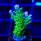 TSA The Fuzz Acropora Coral