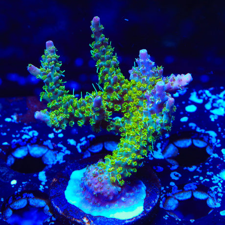 TSA The Fuzz Acropora XL Frag Coral