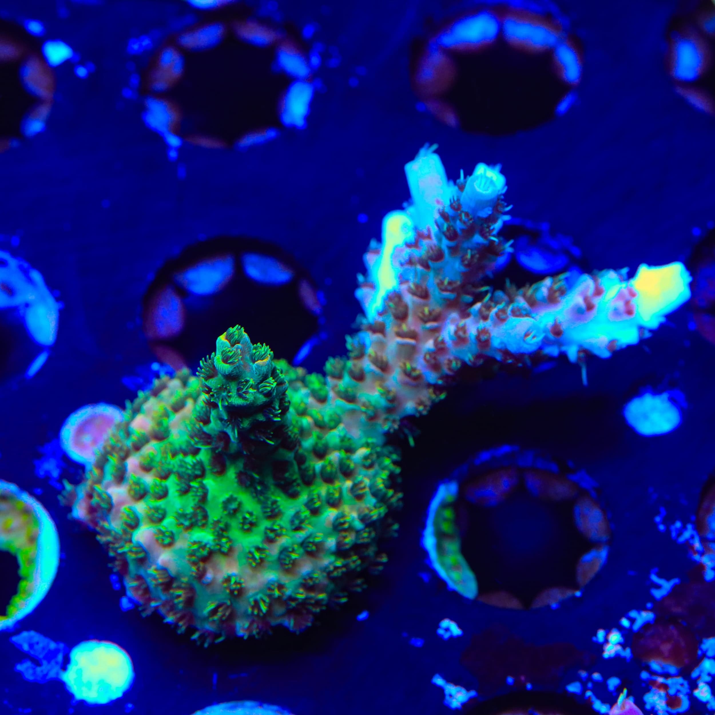 TSA The Fuzz Acropora XL Frag Coral