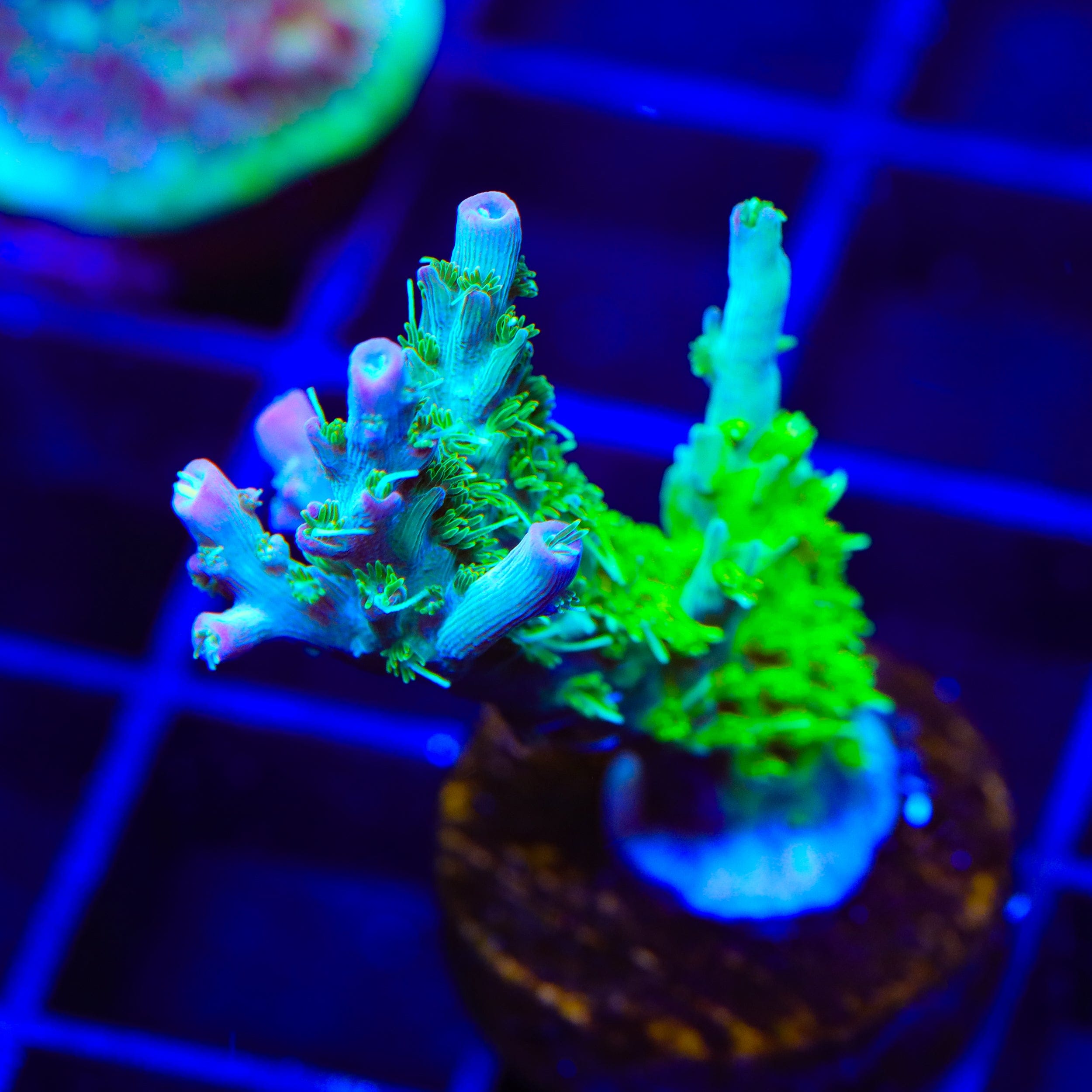 TSA The Fuzz Acropora XL Frag Coral