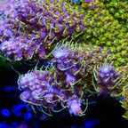 TSA The Fuzz Acropora XL Frag Coral
