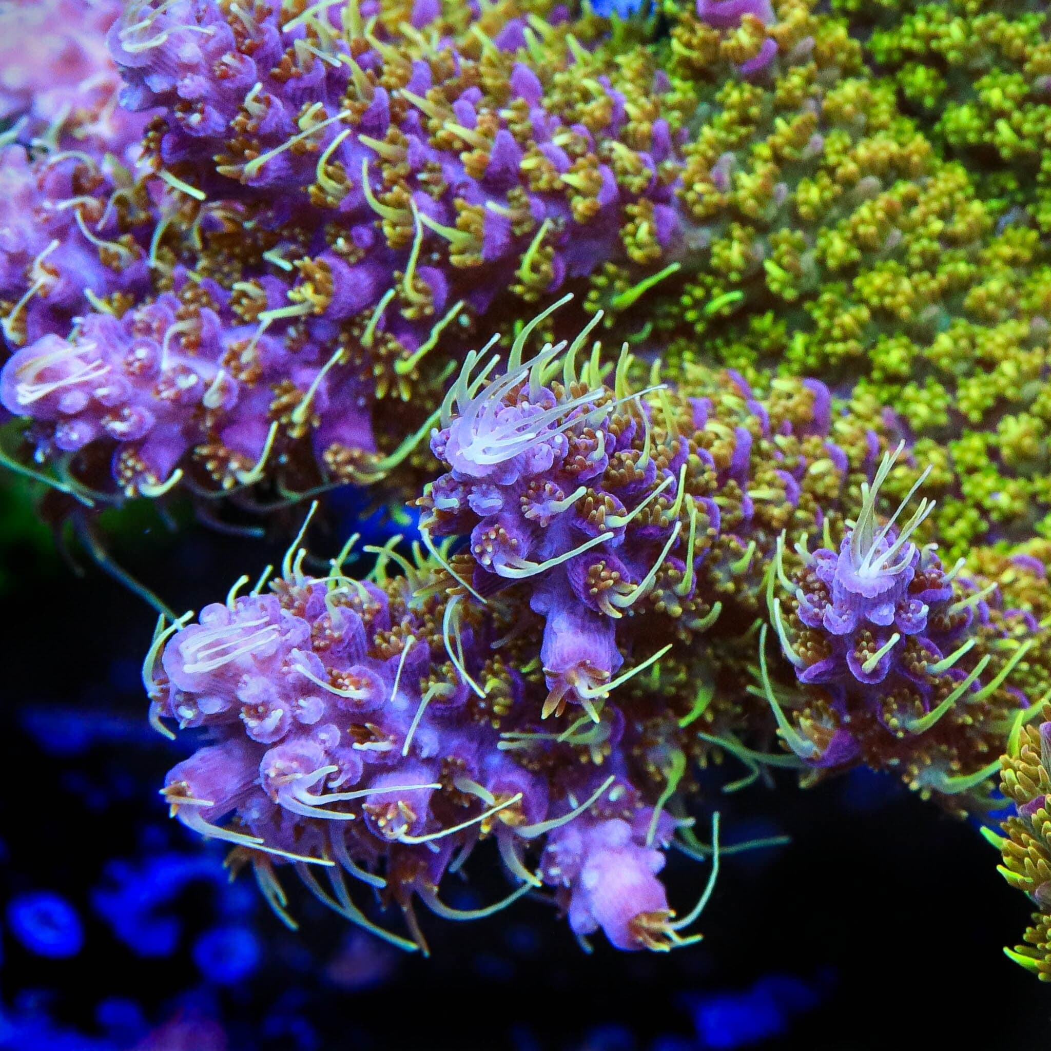 TSA The Fuzz Acropora XL Frag Coral