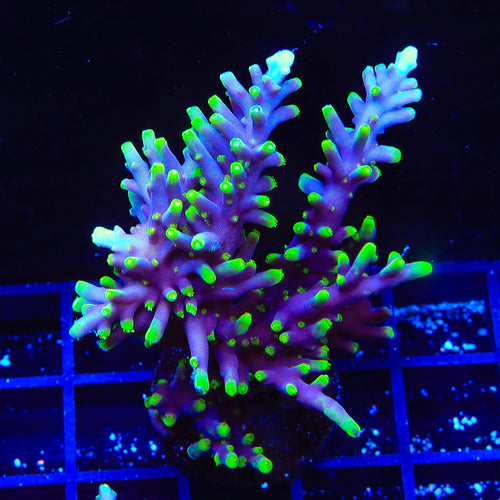 TSA The Riddler Dragon Acropora Colony Coral