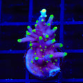 TSA The Riddler Dragon Acropora Coral