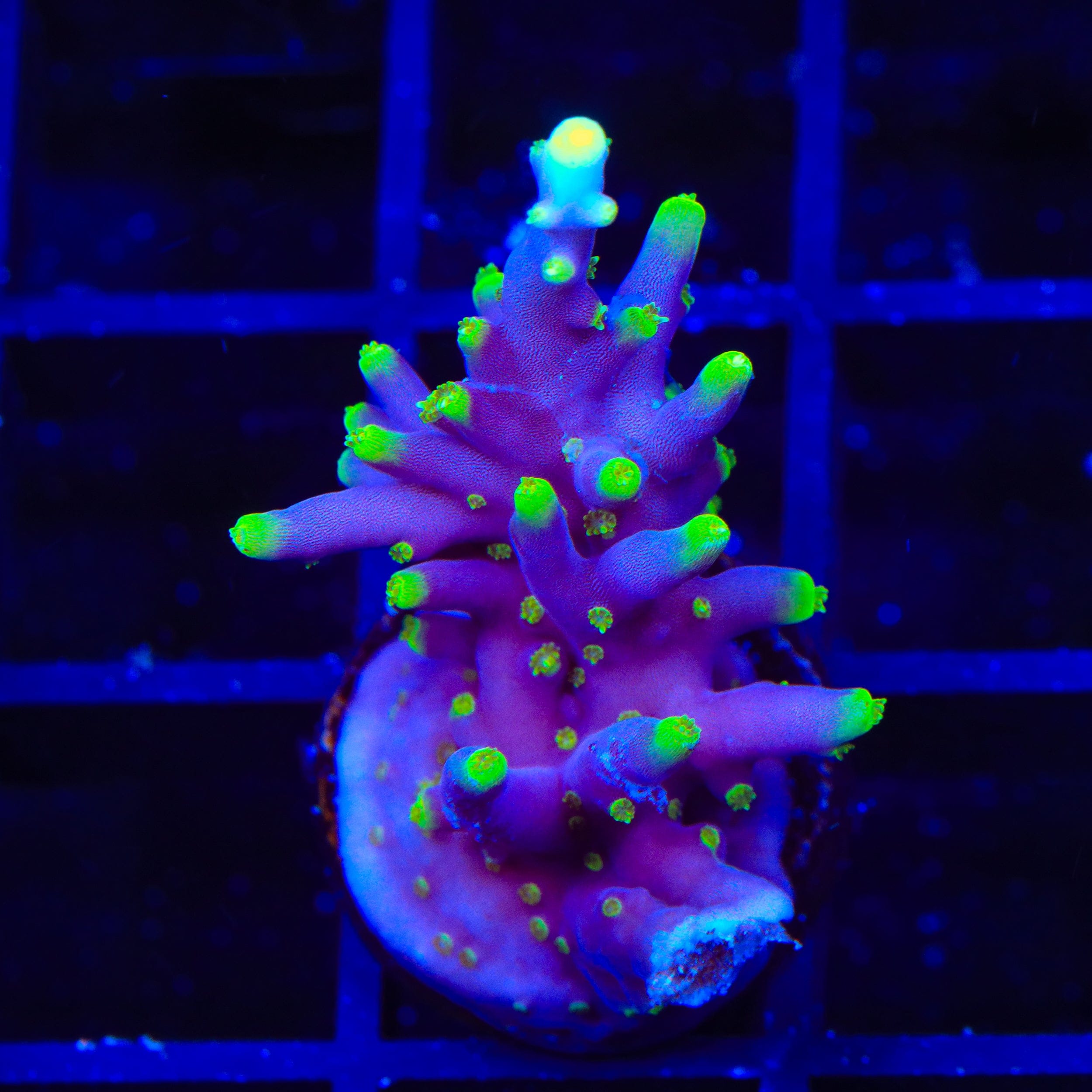 TSA The Riddler Dragon Acropora Coral