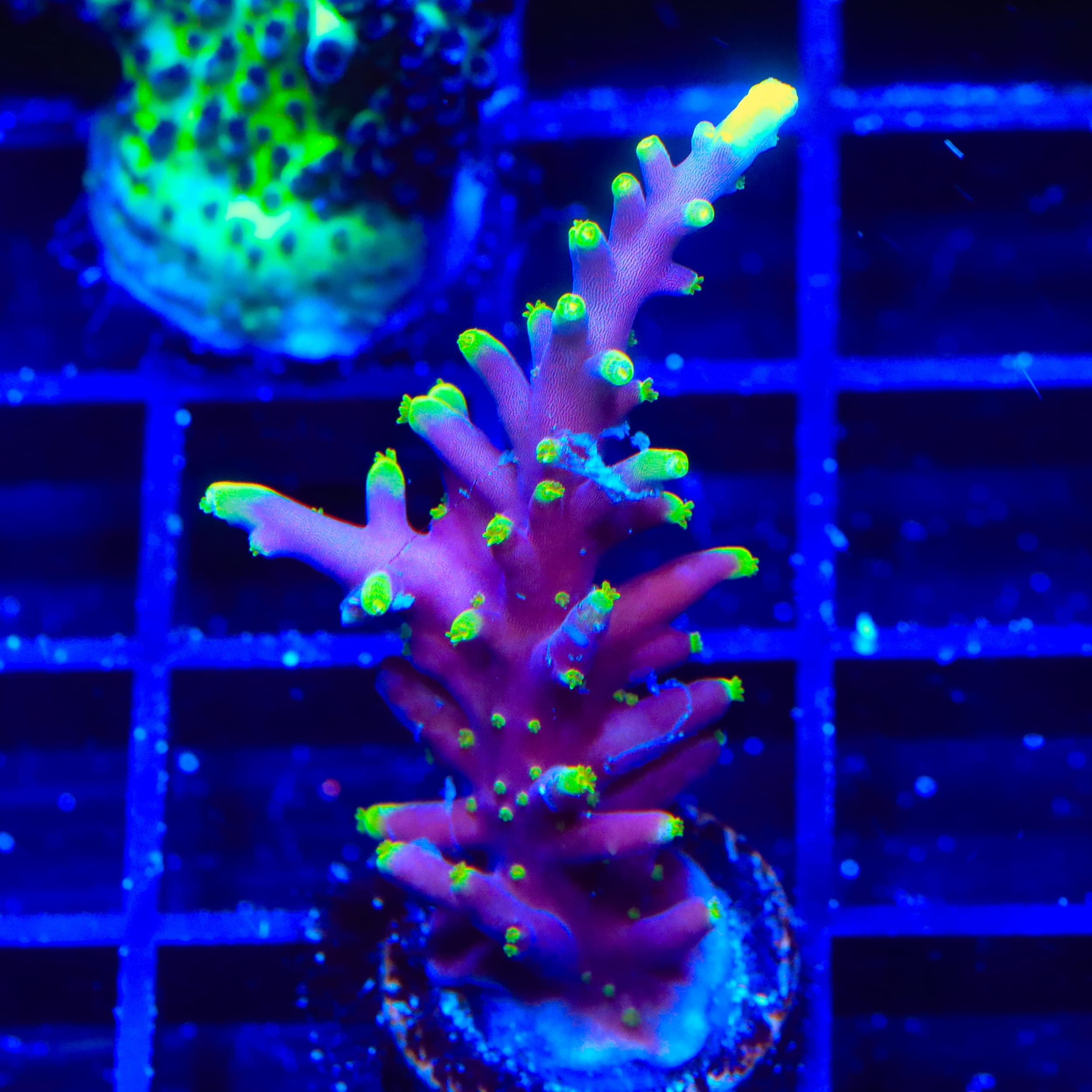 TSA The Riddler Dragon Acropora Coral