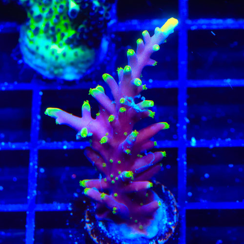 TSA The Riddler Dragon Acropora Coral