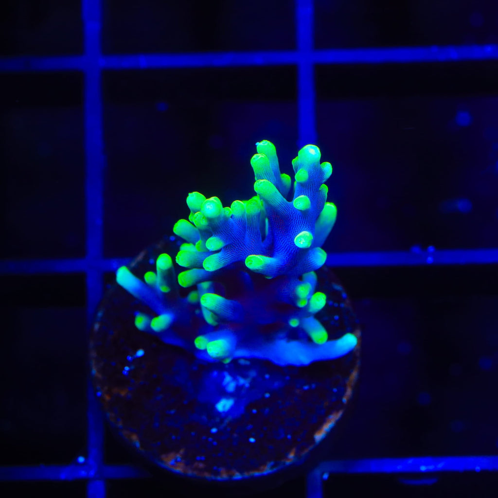 TSA The Riddler Dragon Acropora Coral