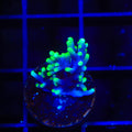 TSA The Riddler Dragon Acropora Coral