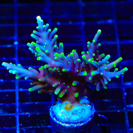 TSA The Riddler Dragon Acropora XL Frag Coral