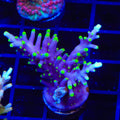 TSA The Riddler Dragon Acropora XL Frag Coral