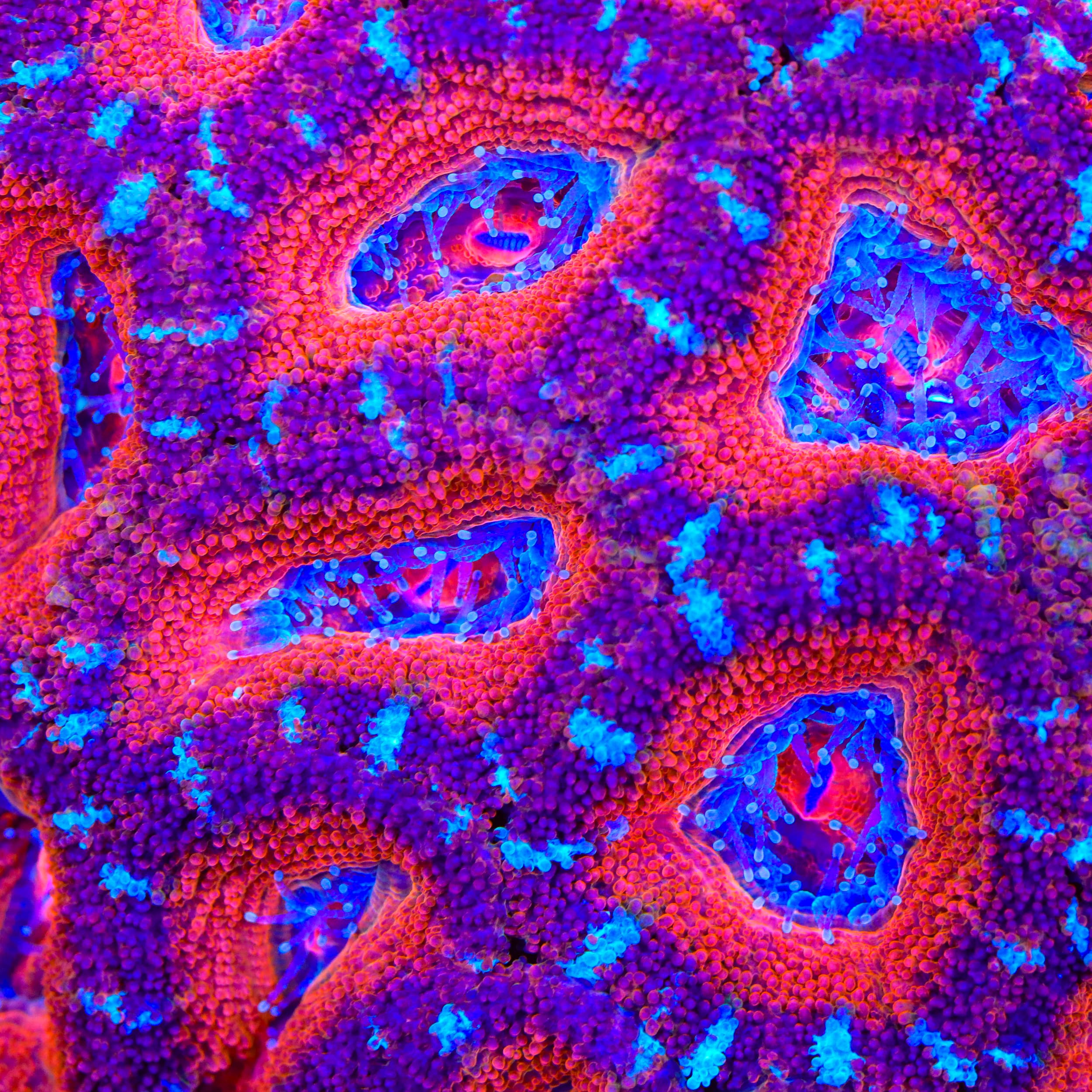 TSA Tidekiss Acan Coral