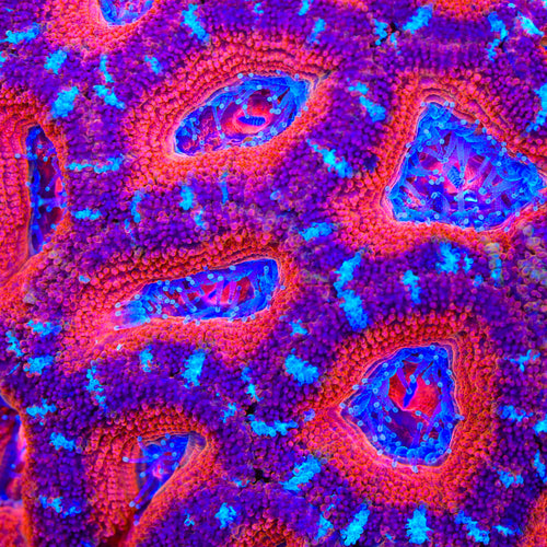 TSA Tidekiss Acan Coral