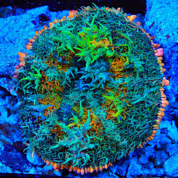 TSA Tie Dye Mushroom Coral