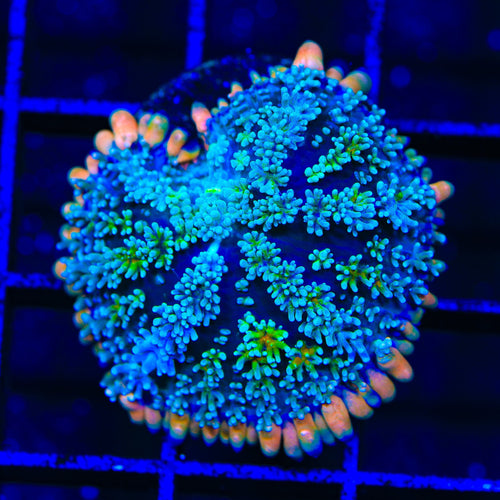 TSA Tie Dye Mushroom Coral