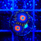 TSA Tiger Eye Zoanthids Coral