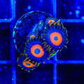 TSA Tiger Eye Zoanthids Coral