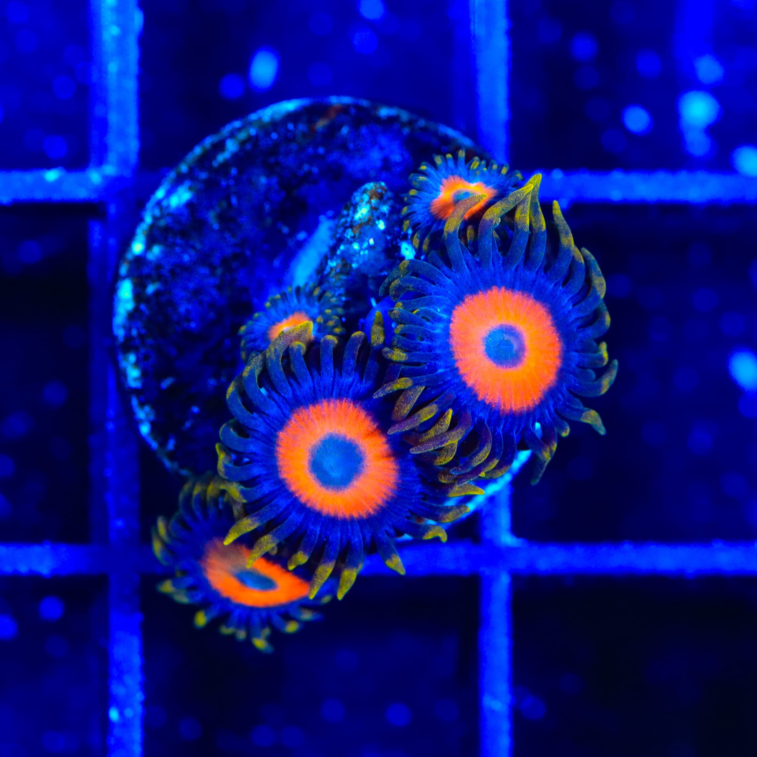 TSA Tiger Eye Zoanthids Coral