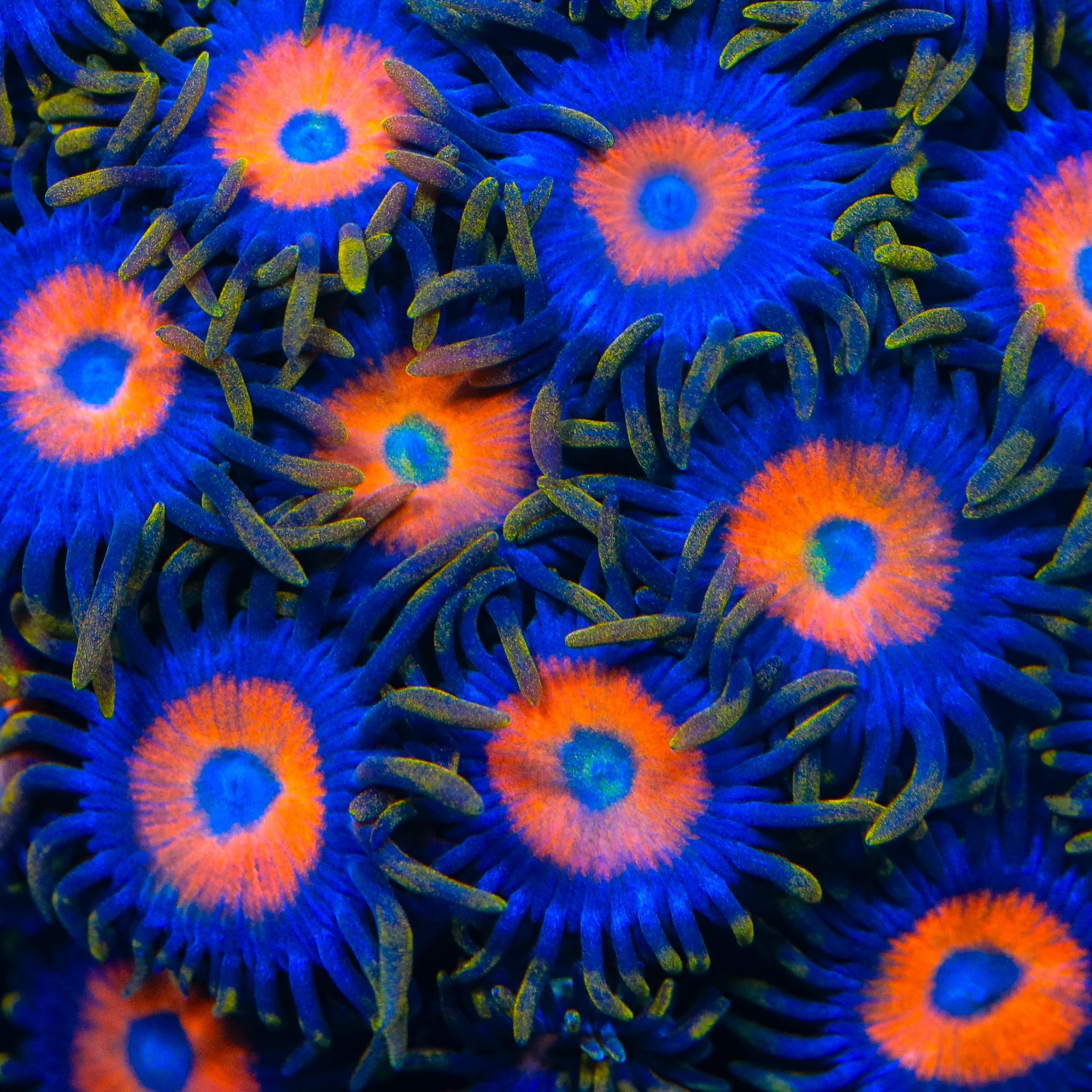 TSA Tiger Eye Zoanthids Coral