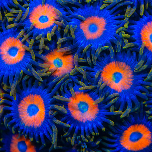 TSA Tiger Eye Zoanthids Coral