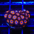 TSA Tigers Eye Zoanthids XL Frag Coral